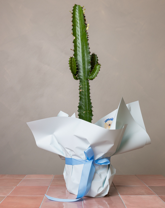 COWBOY CACTUS Amalfi Floral Design