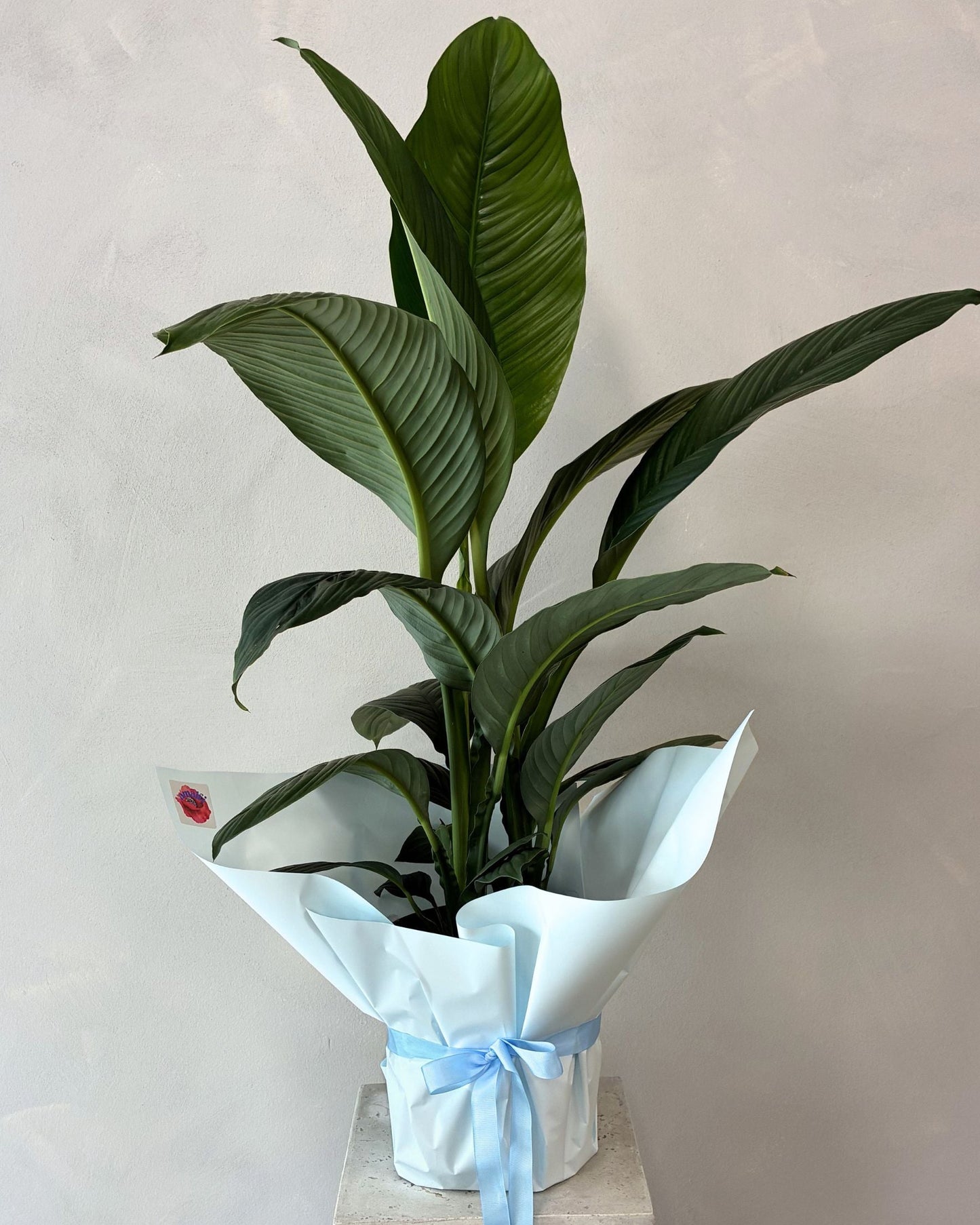 STEPHANOTS Amalfi Floral Design