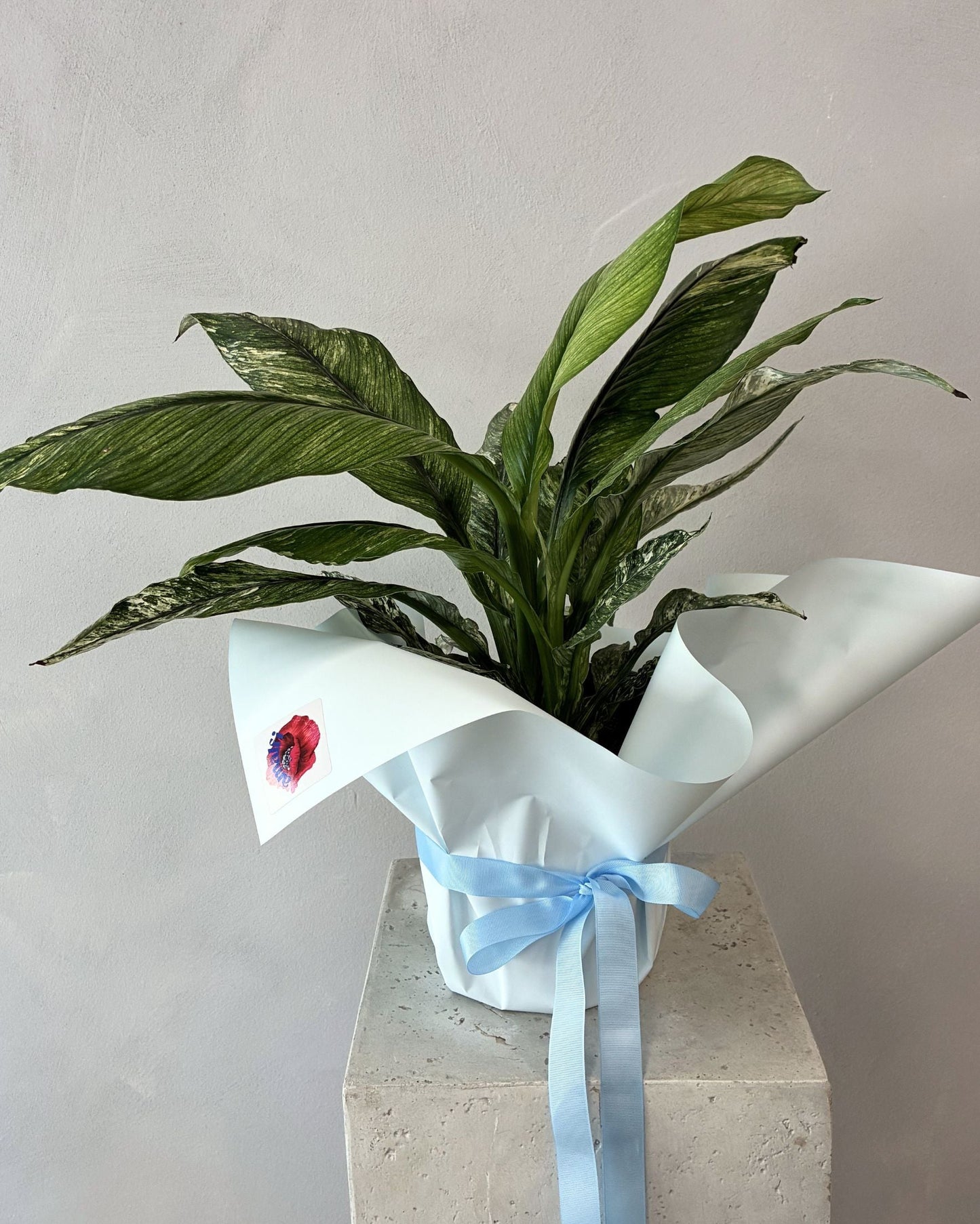 SPATH VERIEGATED (Copy) Amalfi Floral Design