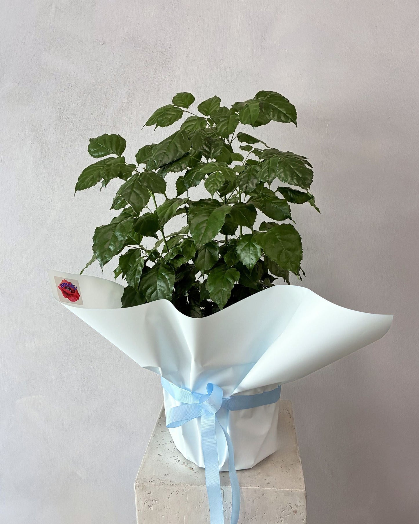 ASIAN BELL TREE (Copy) Amalfi Floral Design