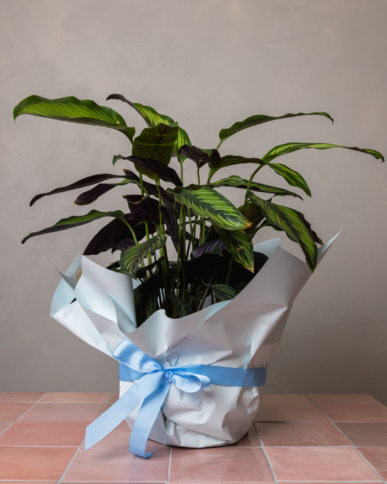 CALATHEA Amalfi Floral Design