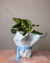 Load image into Gallery viewer, Philodendron Birkin Amalfi Floral Design