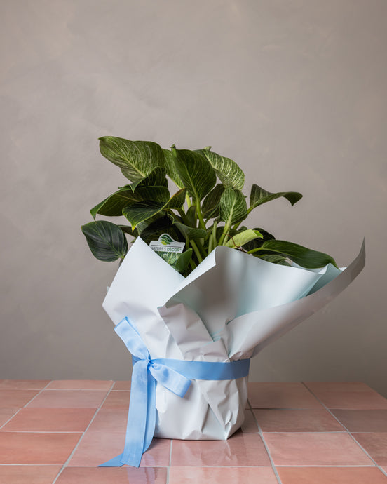 Philodendron Birkin Amalfi Floral Design