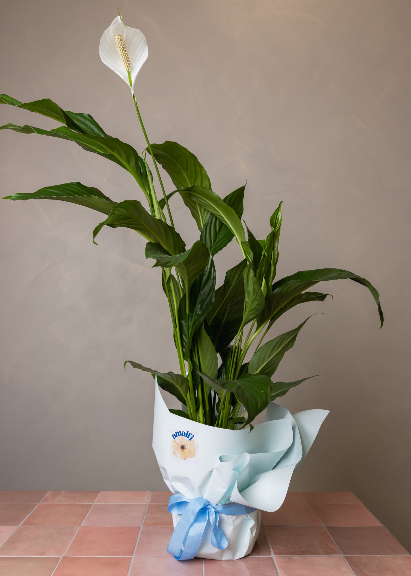 TALL PEACE LILY Amalfi Floral Design